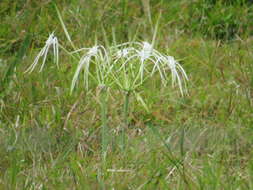 Image of beach spiderlily