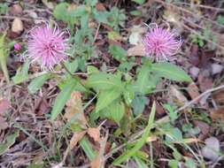 Image de Cirsium setidens (Dunn) Nakai