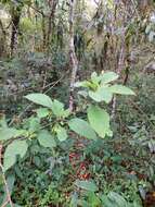 Plancia ëd Vassobia breviflora (Sendtn.) A. T. Hunziker