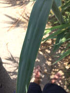 صورة Arundo donax L.