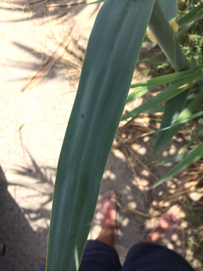 Plancia ëd Arundo donax L.