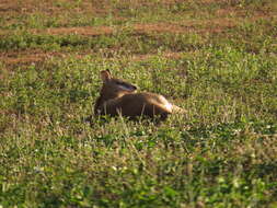 Image of Agile Wallaby