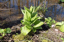 Слика од Veratrum viride var. viride