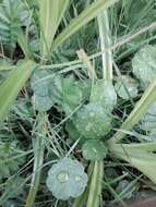 Image of Marsh Pennywort