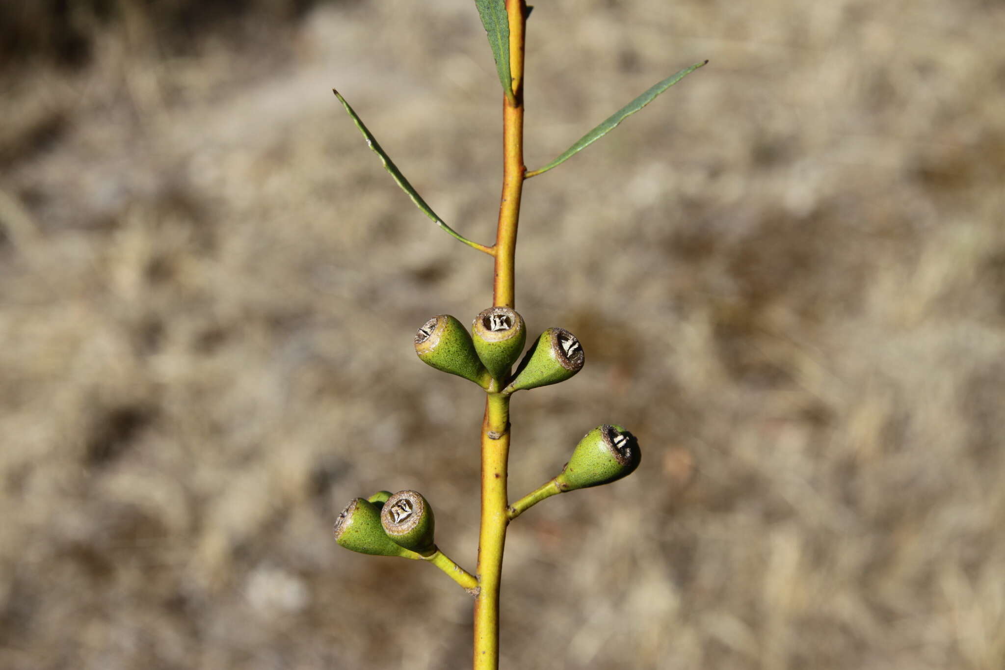 Image of Eucalyptus alipes (L. A. S. Johnson & K. D. Hill) D. Nicolle & Brooker