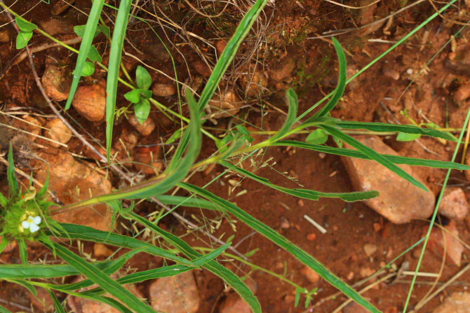 صورة Crabbea angustifolia Nees