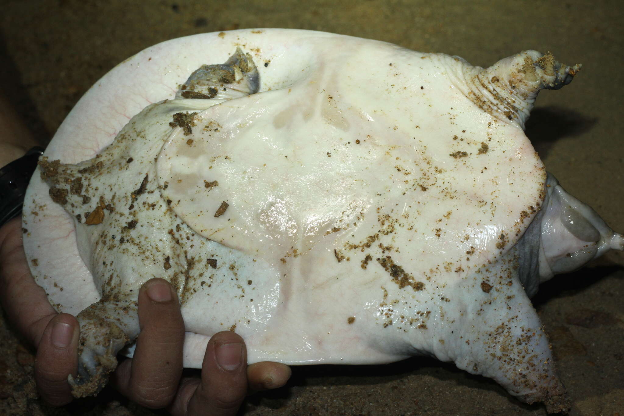 Image of Malayan Soft-shelled Turtle