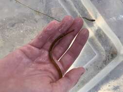 Image of Dusky pipefish