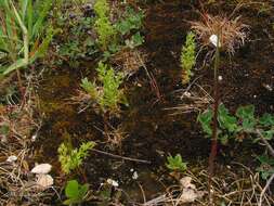 Image of Lysimachia linum-stellatum L.