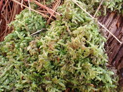 Image of recurved brotherella moss