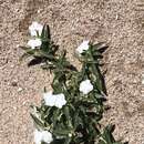 Image of phlox heliotrope