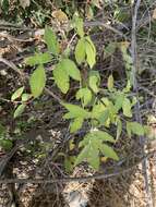 Heteromorpha arborescens (Thunb.) Cham. & Schltdl.的圖片