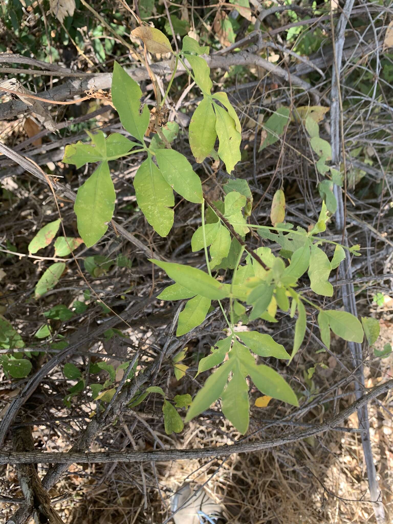 Heteromorpha arborescens (Thunb.) Cham. & Schltdl.的圖片