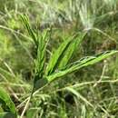 Image of Ophrestia oblongifolia (E. Mey.) H. M. L. Forbes