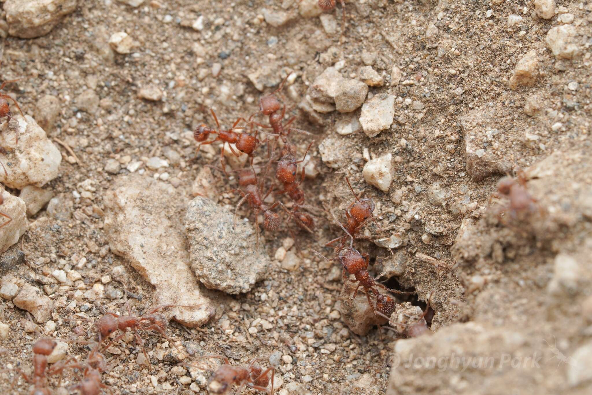 Plancia ëd Pogonomyrmex subnitidus Emery 1895