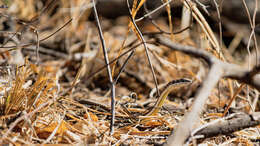 Image of Stripe-bellied Sand Snake