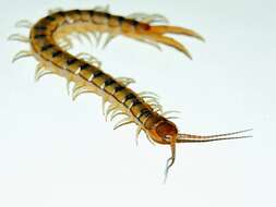 Image of Mediterranean banded centipede