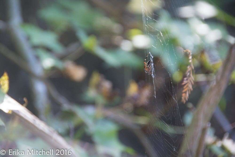 Image of Spotted Orbweaver