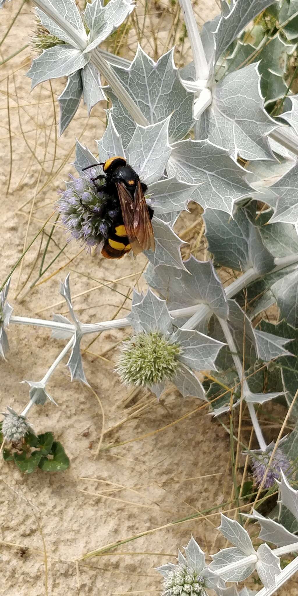 Image de Megascolia maculata (Drury 1773)