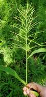 Image of Horse-Tail Crown Grass