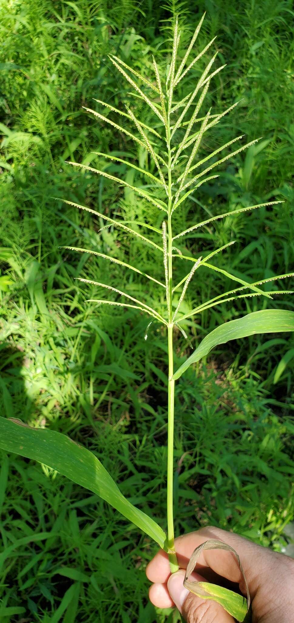 Image of Horse-Tail Crown Grass