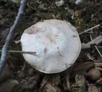 Cortinarius albidus Peck 1891的圖片