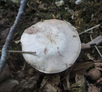 Image of Cortinarius albidus Peck 1891