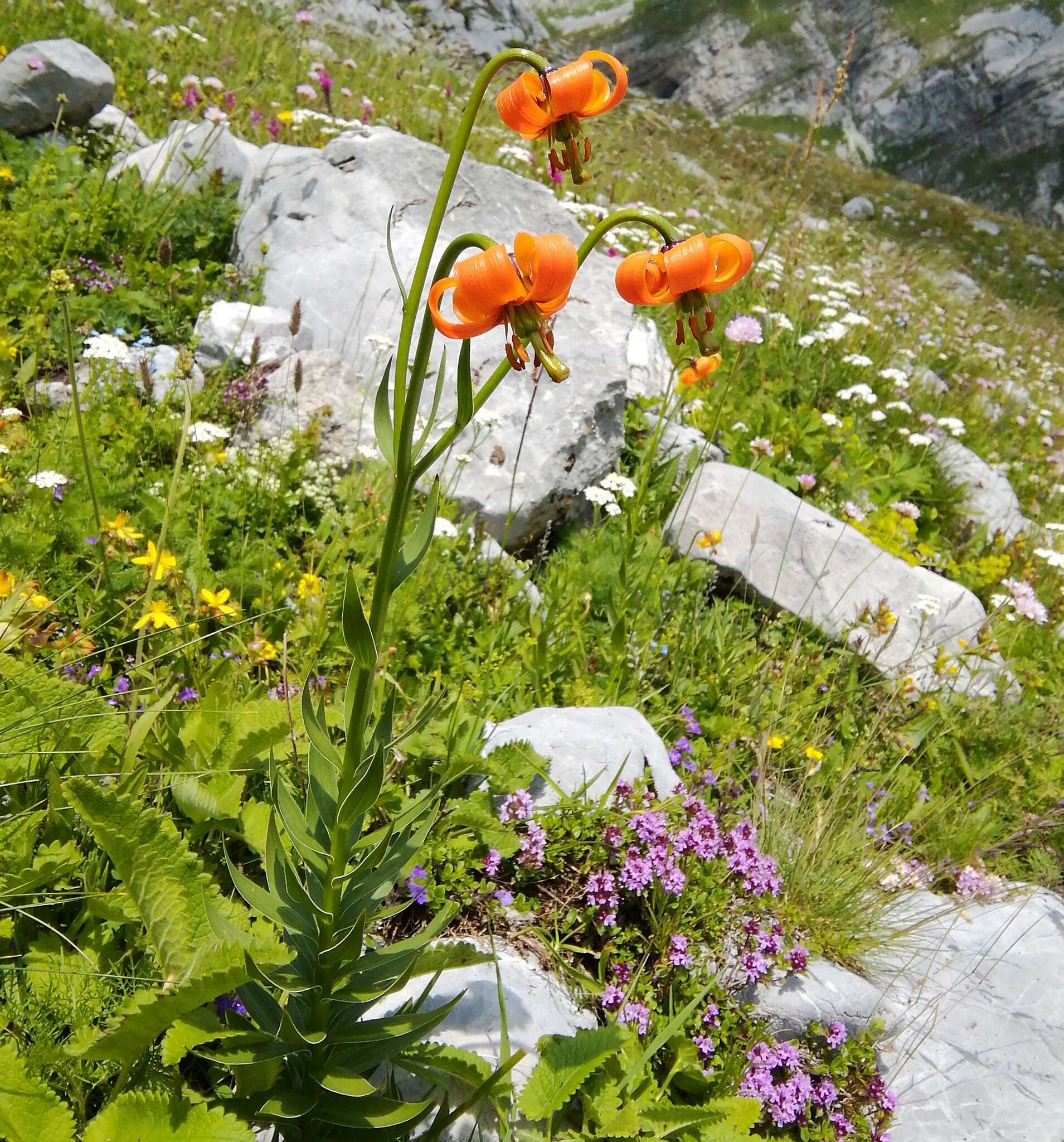 Image of Lilium albanicum Griseb.