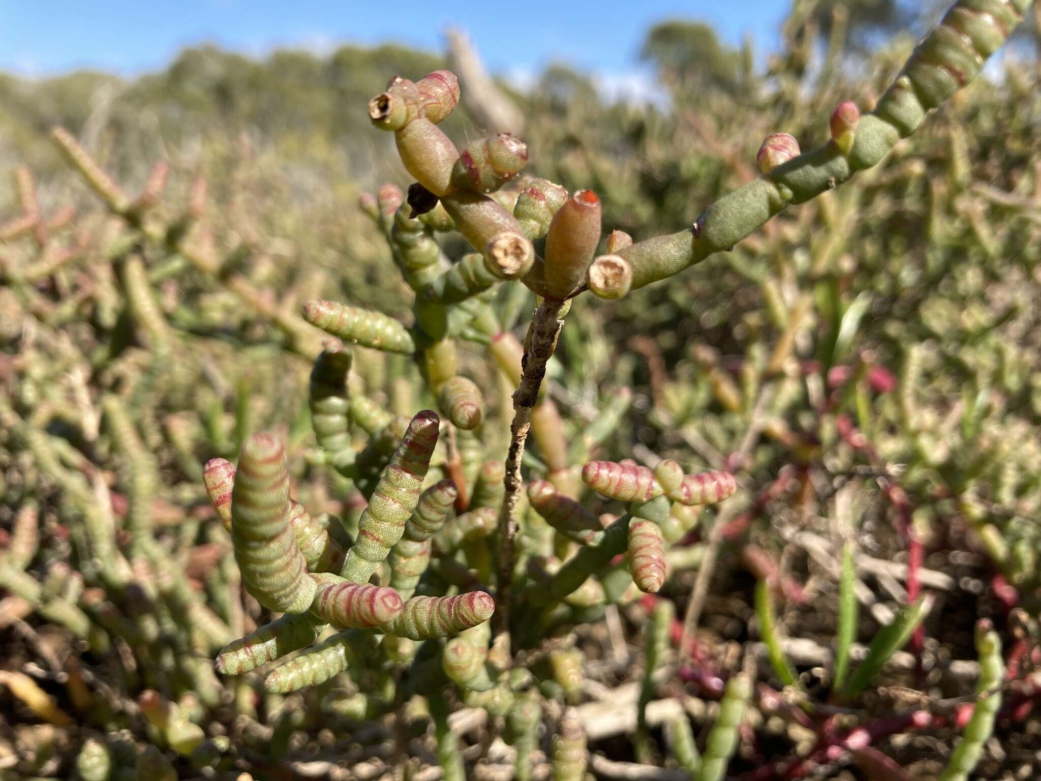 صورة Tecticornia indica (Willd.) K. A. Sheph. & Paul G. Wilson