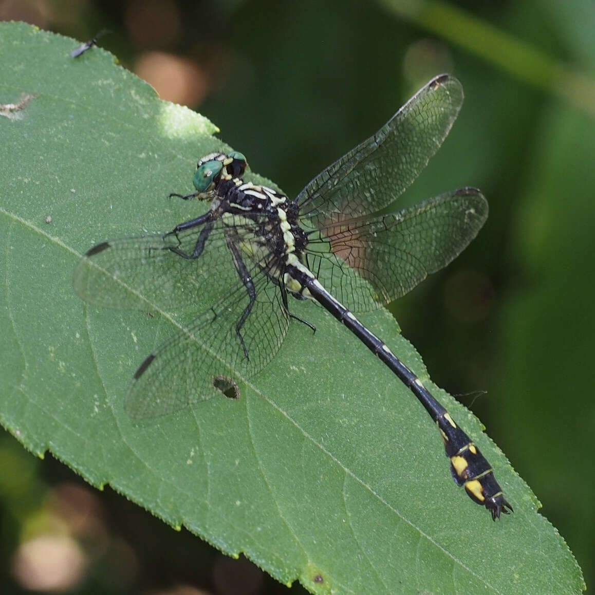 Image of Riverine Clubtail