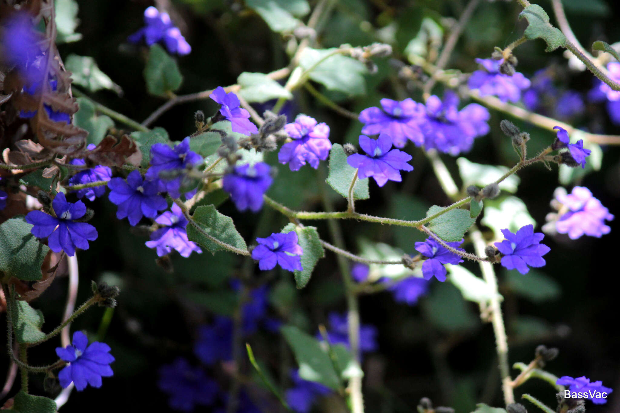 Image of Dampiera hederacea R. Br.