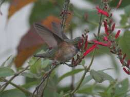 Image de Colibri roux