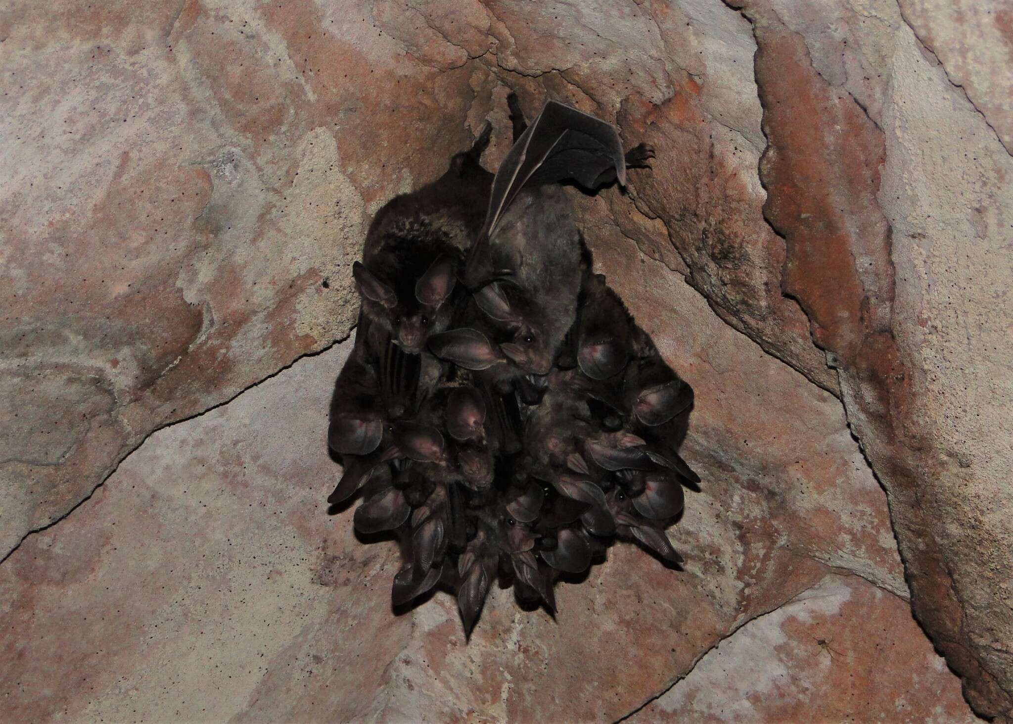 Image of big-eared woolly bat