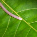 Image of Slevin's Worm Lizard