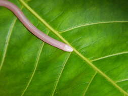 Image of Slevin's Worm Lizard