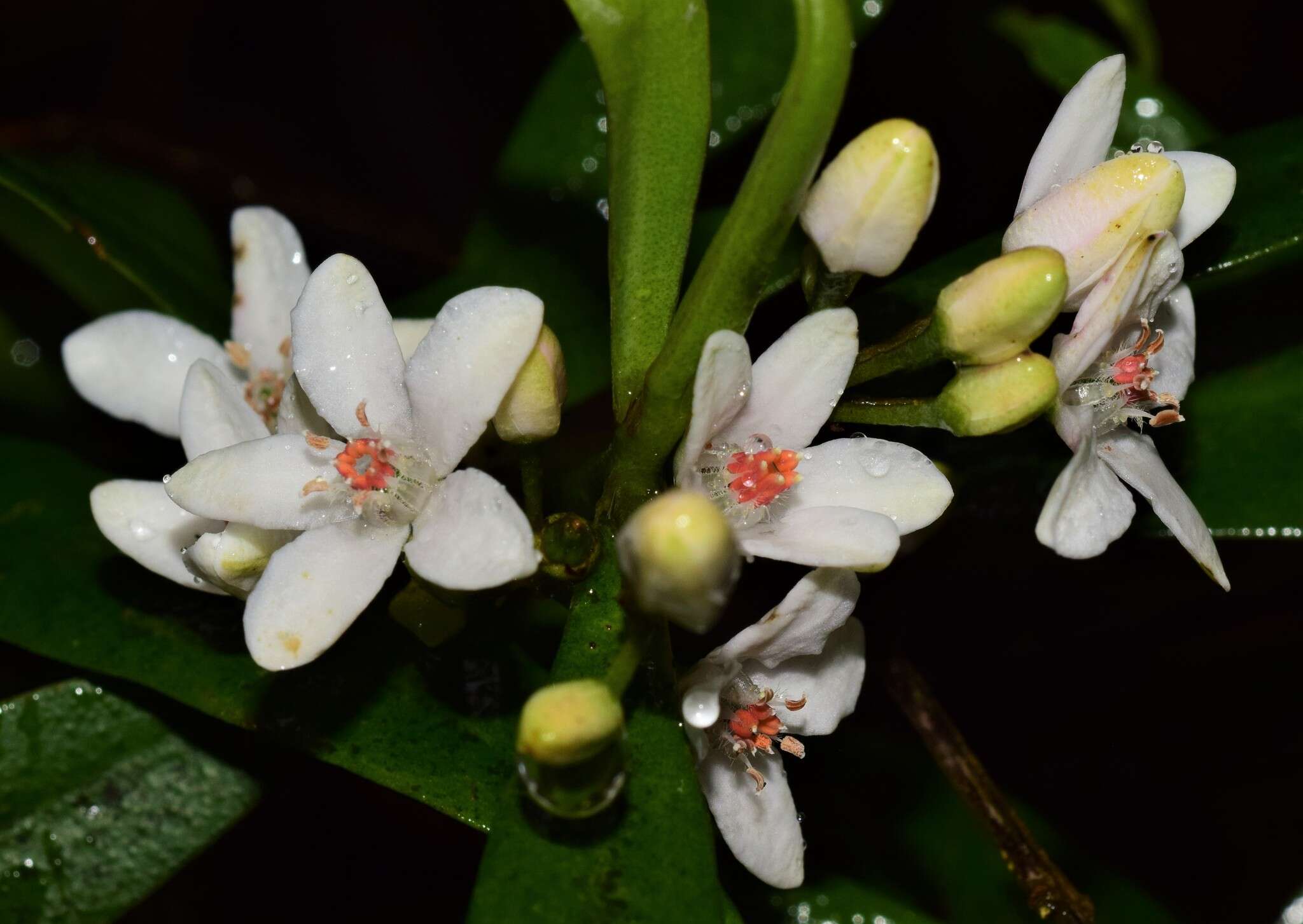 Image of Philotheca myoporoides subsp. myoporoides