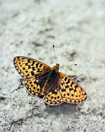 Image of <i>Boloria oscarus</i>