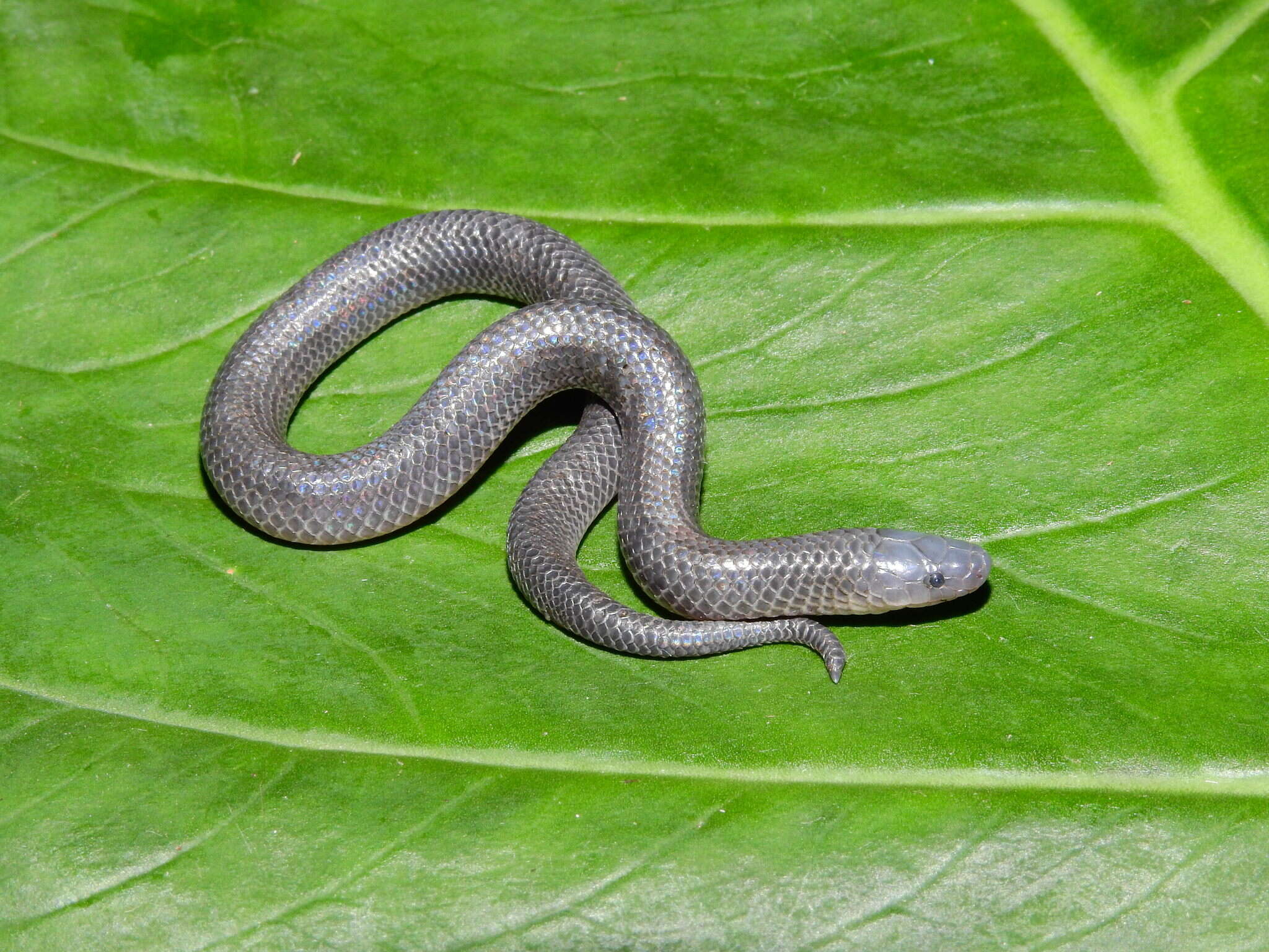 Image of Pyburn's Earth Snake