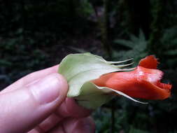 Image of Drymonia rubra C. V. Morton