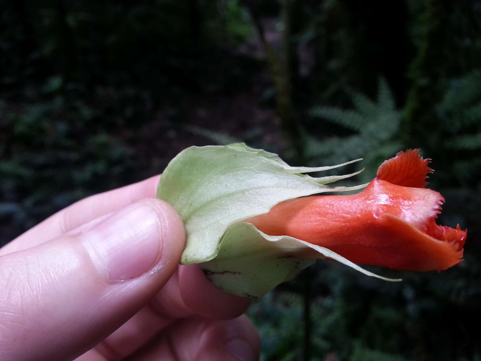 Image de Drymonia rubra C. V. Morton