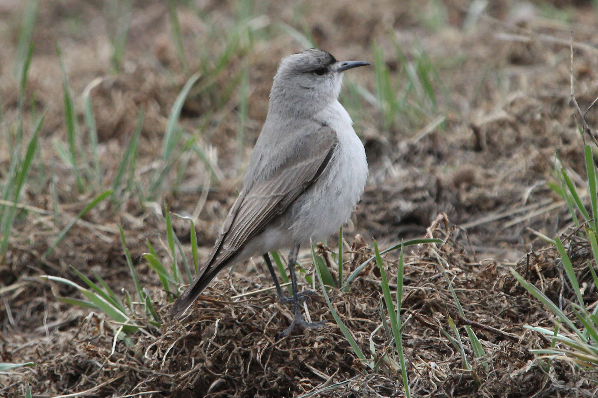 Image of Black-fronted Ground Tyrant