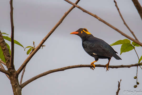 Image of Southern Hill Myna