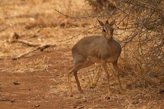 Image of Kirk's Dik-dik