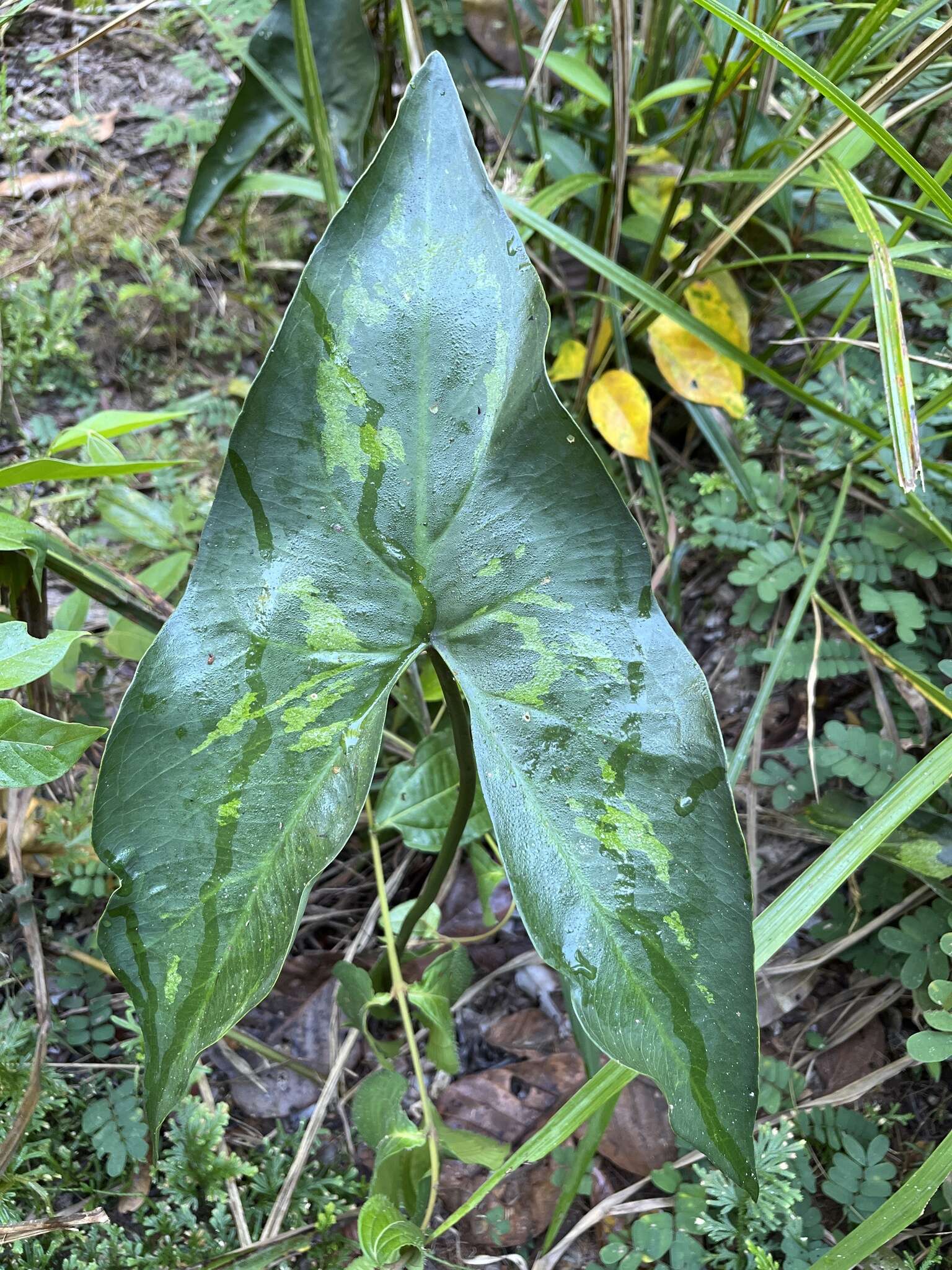 Urospatha sagittifolia (Rudge) Schott的圖片