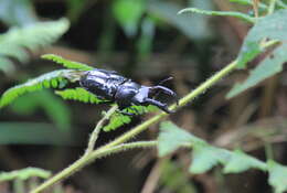 Слика од Pseudorhaetus sinicus concolor (Benesh 1960)