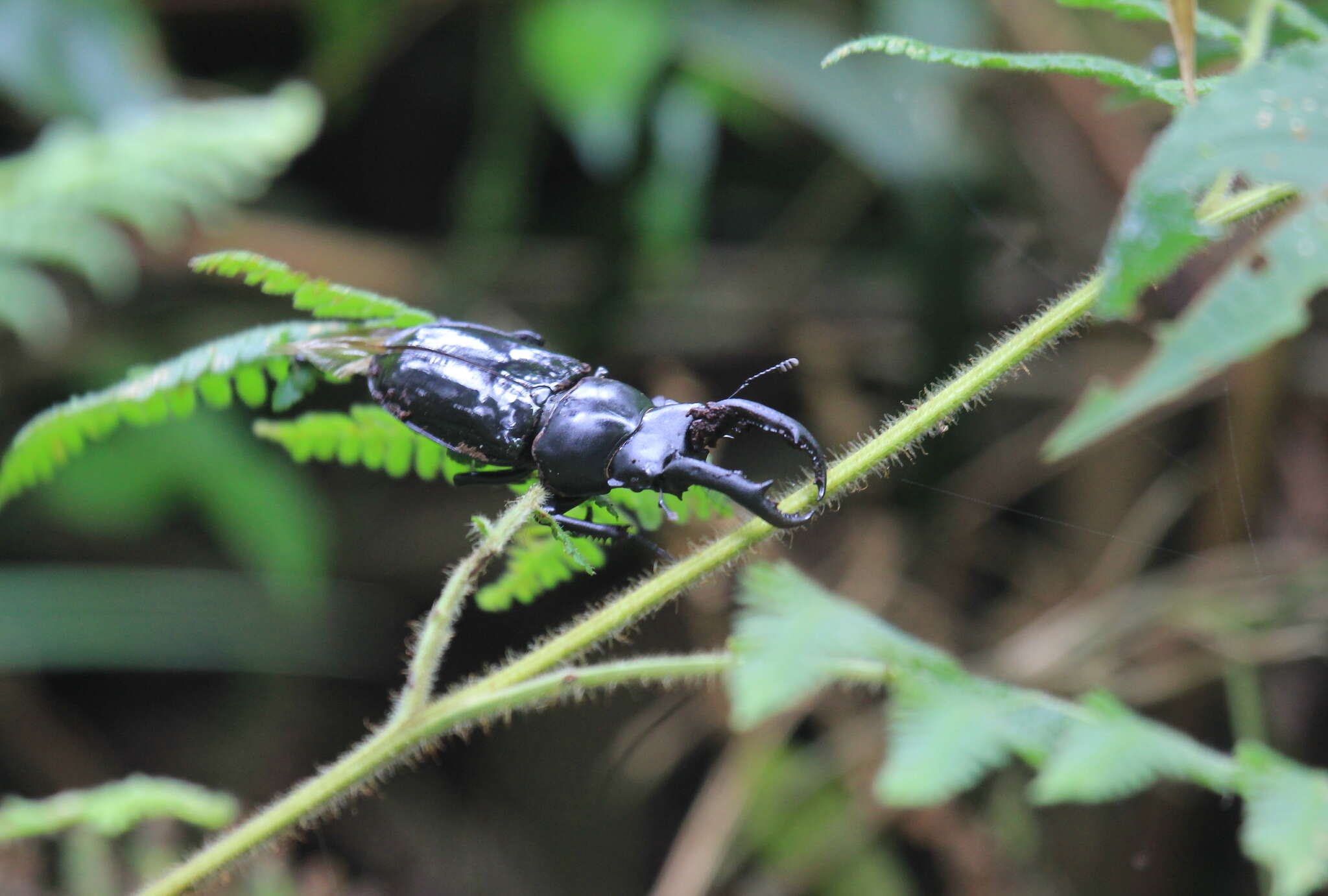 Слика од Pseudorhaetus sinicus concolor (Benesh 1960)