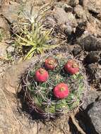 Image of Gymnocalycium saglionis (F. Cels) Britton & Rose