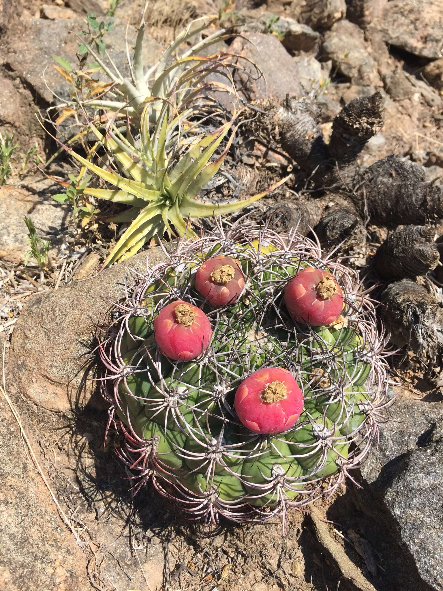 Image of Gymnocalycium saglionis (F. Cels) Britton & Rose