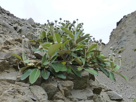 Image of Pachystegia minor (Cheeseman) B. P. J. Molloy