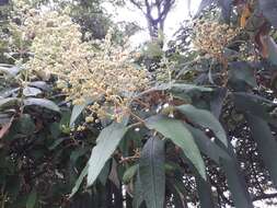 Image of Buddleja bullata Kunth